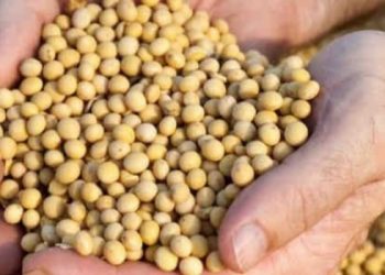 مصر تشتري 6000 زيت فول الصويا في مزاد