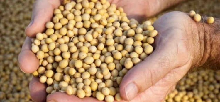 مصر تشتري 6000 زيت فول الصويا في مزاد