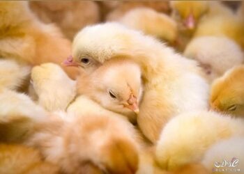 شركه المنصوره للدواجن” الازمه الاخيره رفعه تكاليف التشغيل برغم صنعتنا الاعلاف بانفسنا 