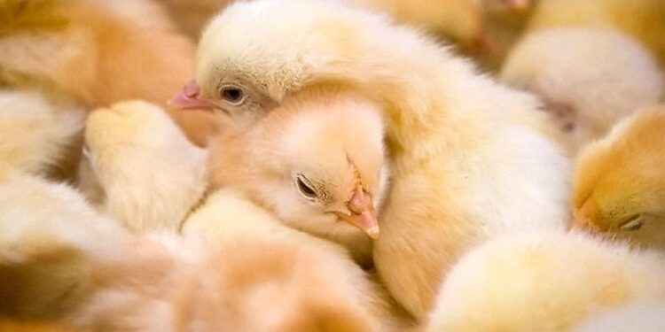 شركه المنصوره للدواجن” الازمه الاخيره رفعه تكاليف التشغيل برغم صنعتنا الاعلاف بانفسنا 