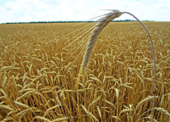 أسعار القمح االعالميه والمحليه اليوم الإثنين 17 أكتوبر 2022