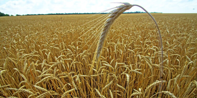 أسعار القمح االعالميه والمحليه اليوم الإثنين 17 أكتوبر 2022