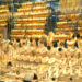 سعر الذهب في مصر اليوم يشهد انخفاضًا ملحوظًا